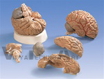 Brain Model with Arteries, 5 part